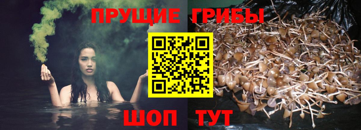 Псилоцибиновые грибы прущие грибы  где можно купить   Вход с VPN  Миллерово  Галлюциногенные грибы прущие грибы 